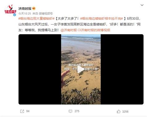 烟台海边现大量蝼蛄虾 网友：根本捡不完！_新闻快讯_海峡网
