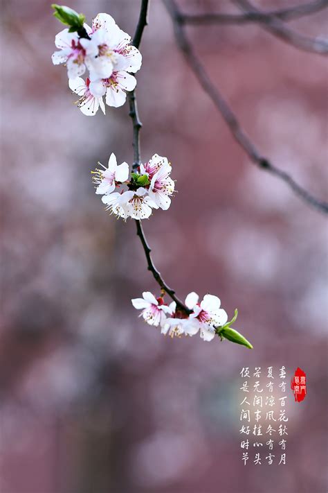 春有百花|摄影|风光摄影|摄影师王东航 - 原创作品 - 站酷 (ZCOOL)