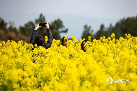 贵州龙里油菜花开春意浓 踏青赏花正当时-图片频道