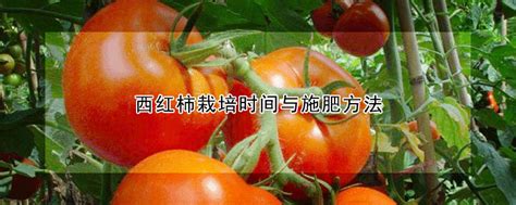西红柿怎样打叶子最合理 - 知乎