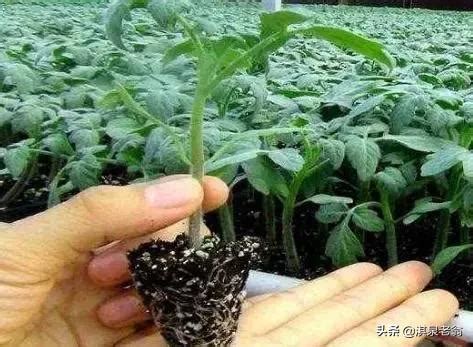 盆栽番茄播种时间，有哪些养护技术 - 农敢网