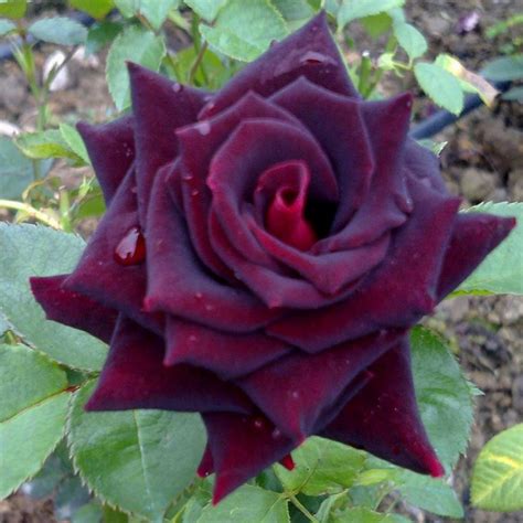 月季——黑巴克（Black Baccara)：暗红色。无香或淡香。 花瓣45。平均直径8厘米，大型，非常双（41+花瓣），大多独立开花，高中心 ...