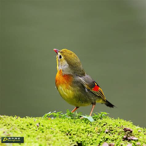 红嘴鸟大全图片
