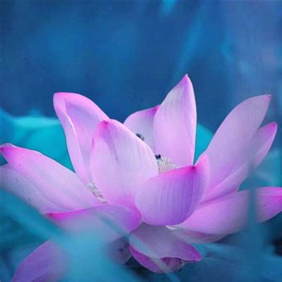 女生温柔头像莲花