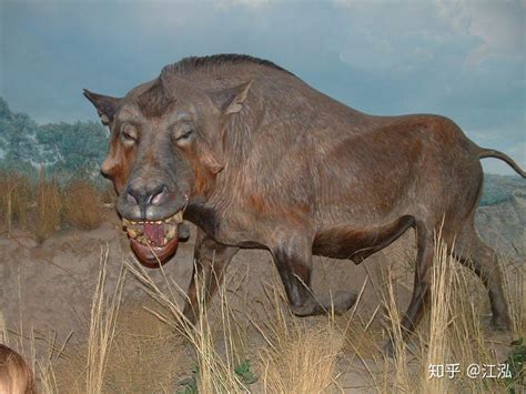 恐颌猪：横行北美洲1000万年的史前巨“猪” - 知乎