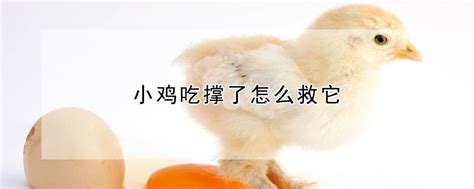 小鸡吃撑了怎么救它 —【发财农业网】