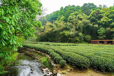 普洱茶知名品牌之兴海茶厂的来源及代表作，你喝过这款茶吗？_班章王