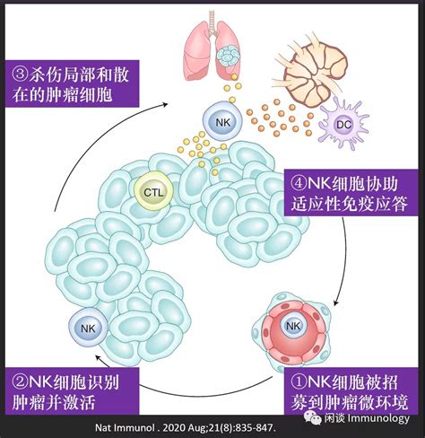 干细胞治疗：NK细胞的抗病毒感染作用_多睦健康海外高端医疗