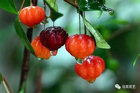 红果子,红果子的植物花卉,红果仔树盆景图片_大山谷图库