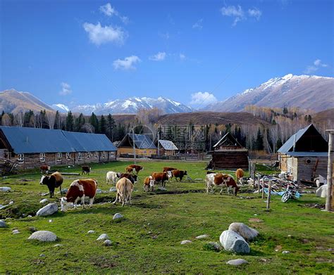 从牧场到餐桌，生态循环农业的践行者—新疆朗青牧场_奶牛