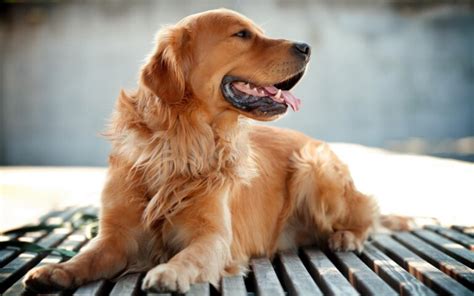 绝对不咬人的狗有哪些品种？3种温顺的狗狗品种介绍 - 胖萌舍宠物网