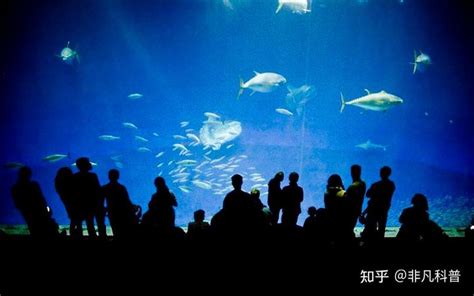 日本最值得参观的10所水族馆（上篇）__凤凰网