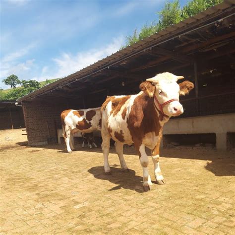 临沧五六百斤西门塔尔大母牛的价格 五百斤的牛的价格 吉林四平 福成五丰-食品商务网