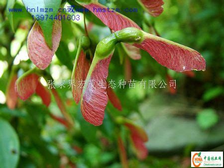 槭树种子高清图片下载_红动中国