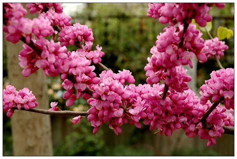 紫荆的花语是什么？紫荆的寓意和象征-花卉百科-中国花木网