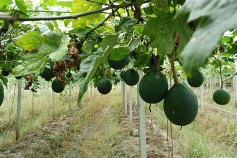 瓜蒌种子多少钱一斤 什么时候种 -江苏长景种业有限公司