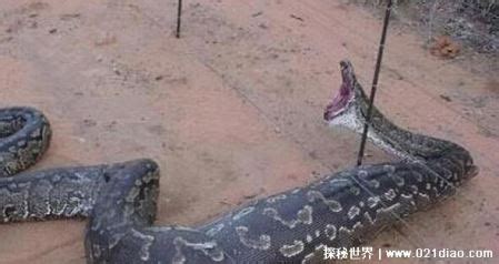马来西亚惊险长30米的巨蛇Nabau，还长着龙头