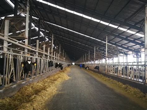 [暑期社会实践]赴江西裕丰农牧有限公司实践小队：走近肉牛养殖企业（图文）