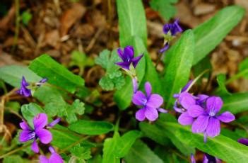 紫花地丁的种植前景分析 有什么经济价值-养花技巧-江苏长景园林