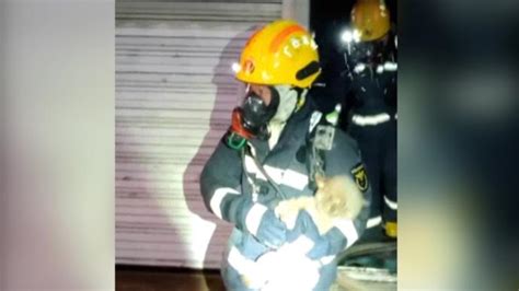长沙消防员火场中抱出被困小狗！网友直呼暖心_快讯_长沙社区通