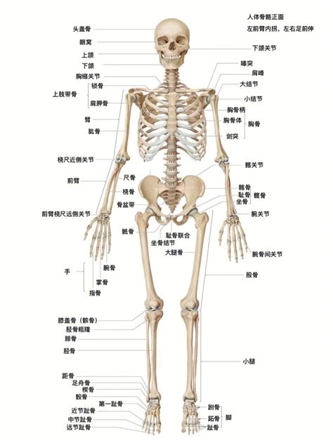 人体骨骼示意图_小儿推拿常识_小儿推拿网(小儿按摩网)