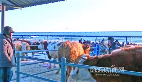 肉牛销售区_肉牛销售区-小牛犊价格|牛苗价格|张北牛市场|张北县牲畜市场王成经纪部|
