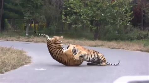 老虎与雄狮的生死搏杀，最罕见的5段精彩视频！_腾讯视频
