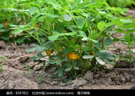 花生苗图片