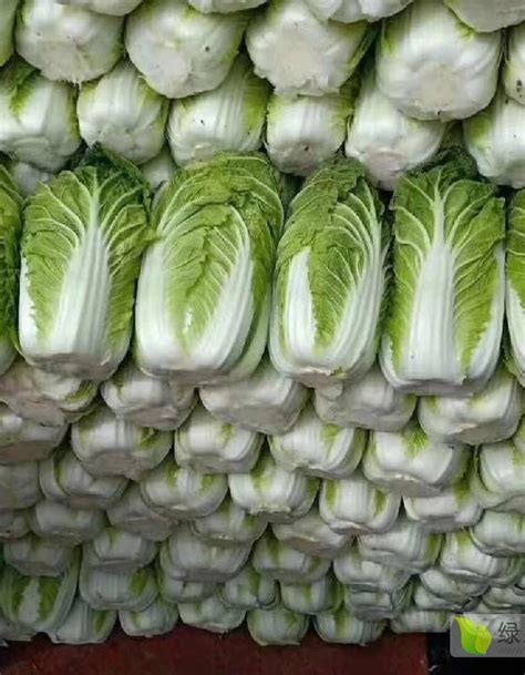 云南大白菜，质量保证 - 白菜价格网