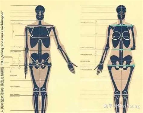 人体比例标准图图片