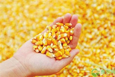 现在玉米种子多少钱一斤？影响玉米种子价格的因素有哪些？ - 惠农网