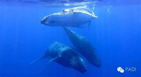 鲸鱼叫声很可怕,深海鲸鱼叫声,鲸鱼的叫声_大山谷图库