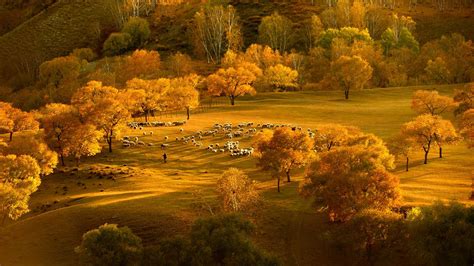 安徽金寨：银杏之乡的绚丽秋色-人民图片网