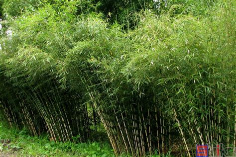 斑竹-常见园林植物-图片