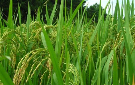 杂交水稻产量前后对比 - 惠农网