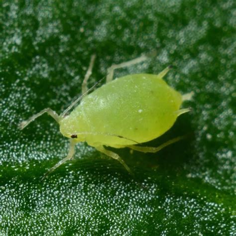 月季蚜虫的防治方法 —【发财农业网】