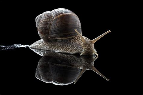 蜗牛的特点是什么 - 懂得
