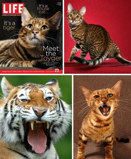 虎皮猫图片