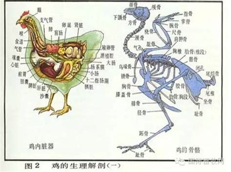 家禽解剖全解——看懂你就是专家 - 行业关注 - 鸡病专业网