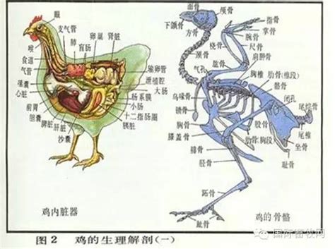 鸡解剖图图片