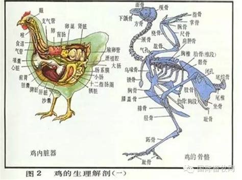 种鸡场称鸡重_称蛋重_1920X1080_高清视频素材下载(编号:9088108)_实拍视频_光厂(VJ师网) www.vjshi.com