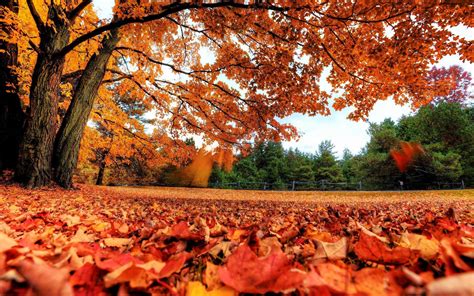 枫叶的秋天背景图片-枫叶美丽的秋天背景素材-高清图片-摄影照片-寻图免费打包下载