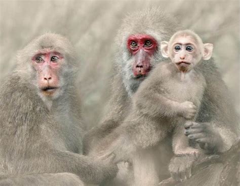 情动武夷山——短尾猴的温暖怀抱|文章|中国国家地理网