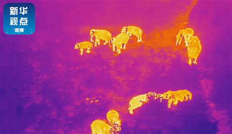 【最新进展】云南15头野象搜寻现场：热成像助力野生动物保护-红外探索-艾睿光电