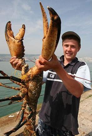 世界上最大的龙虾 - 早若网