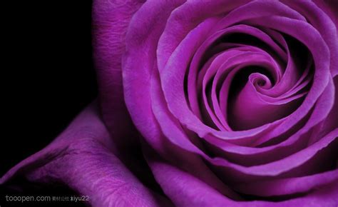 花卉物语-漂亮的紫色玫瑰花 - 素材公社 tooopen.com