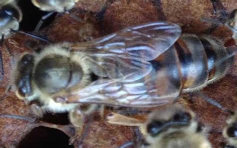 意大利蜜蜂,卡尼鄂拉蜂,蜜蜂品种(第5页)_大山谷图库
