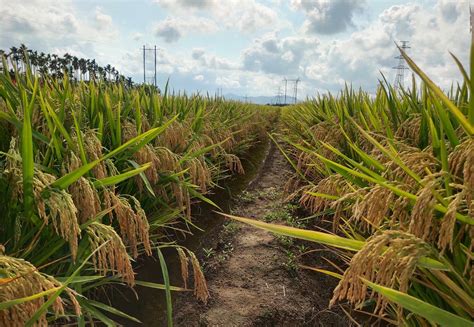 组图｜平均亩产910公斤 海南杂交水稻攻关示范项目2022年双季早稻测产