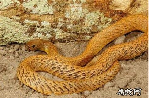 世界十大毒性最强毒蛇排名 世界上最毒的蛇是生活在澳大利