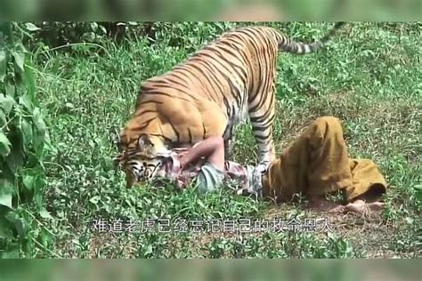 女子将老虎放生，年后偶然再相遇，老虎直接扑上去咬住了头！